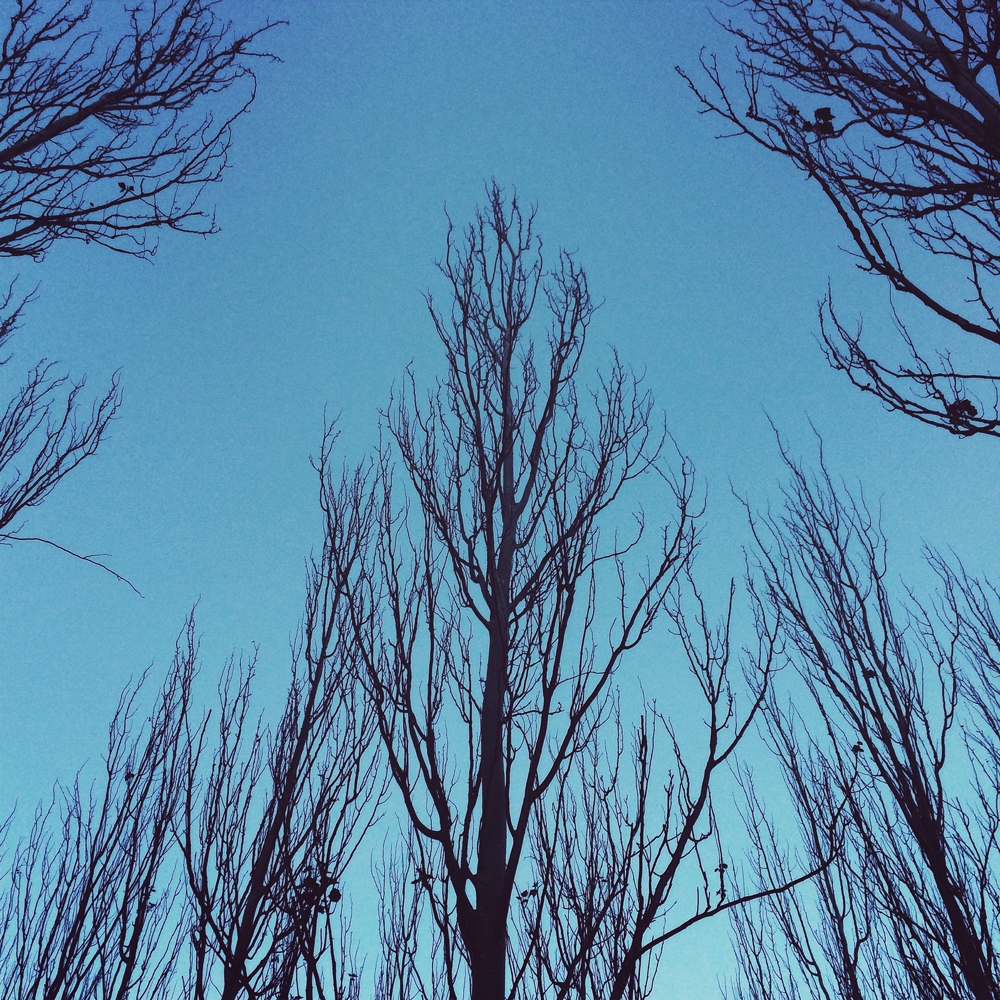 All the trees of the field will clap their hands